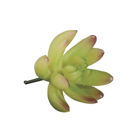 Pianta Grassa Pianta Grassa