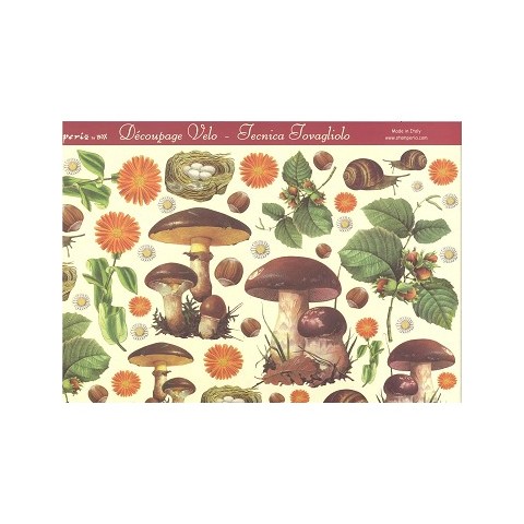 Funghi Porcini Funghi Porcini