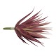 Yucca Succulente