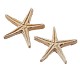 Stelle marine