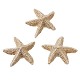 Mini stelle marine